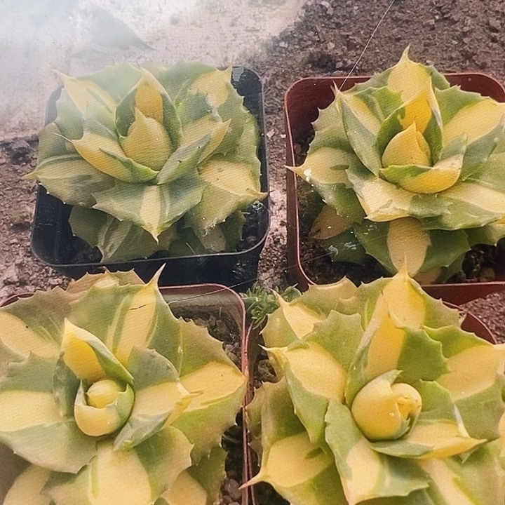 黄中斑四颗55555555