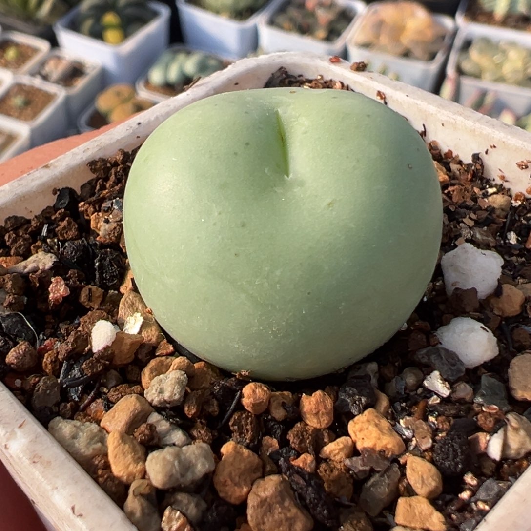 682多肉植物种类多样