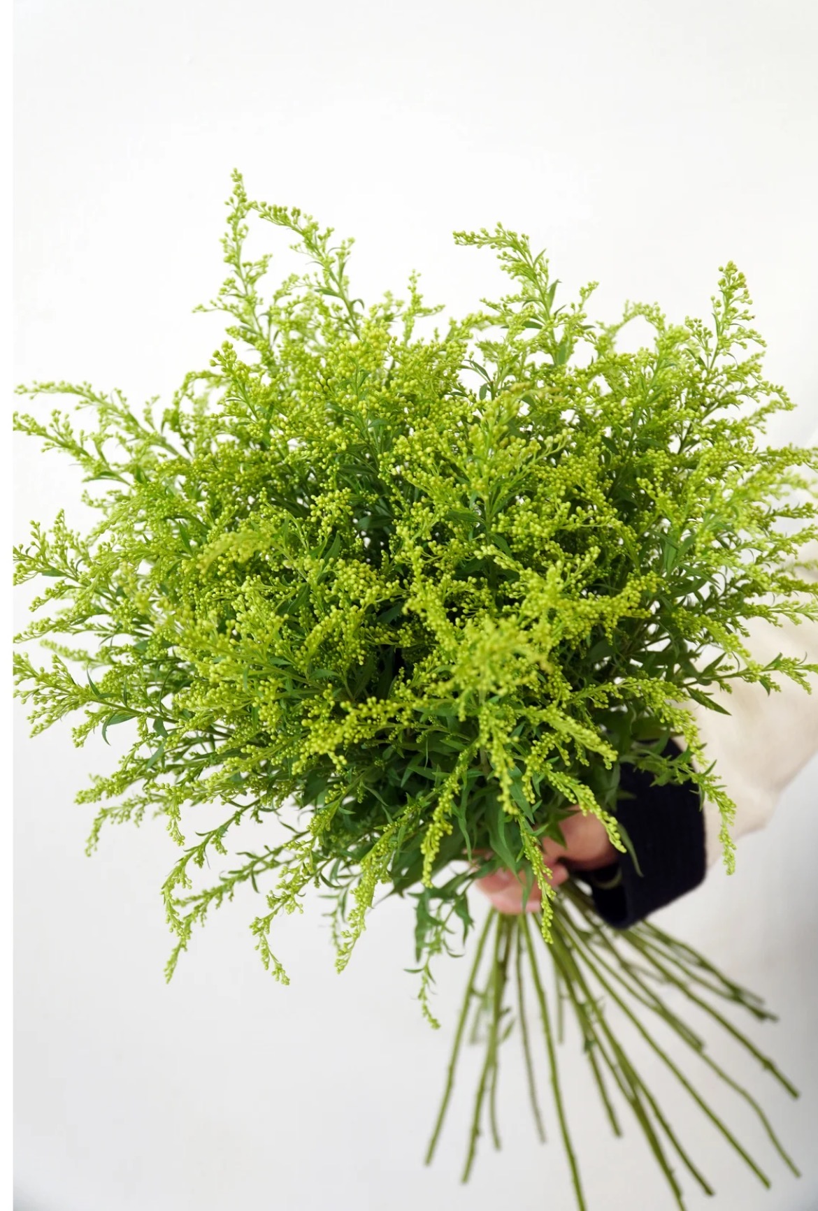 【鲜花黄莺草】云南基地直发--全场任意两单发冷链快递--到货先醒花