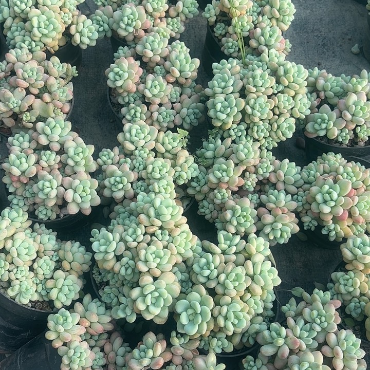 鱼子酱多肉植物盆栽