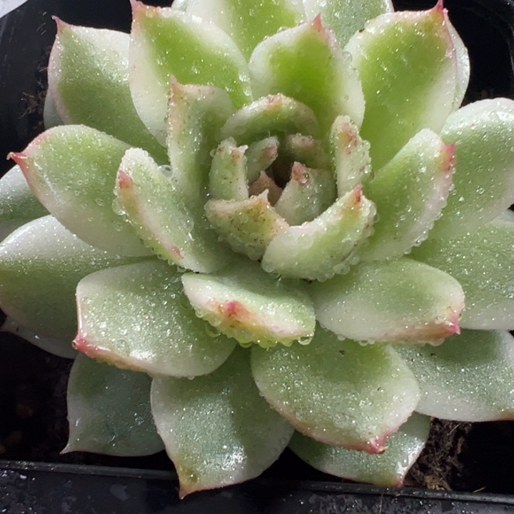 绿水晶锦多肉植物303