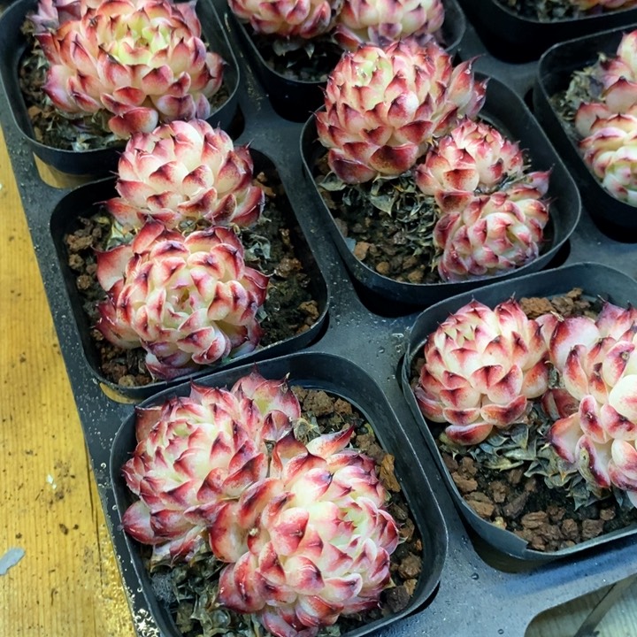 160。马赛尔。双头起