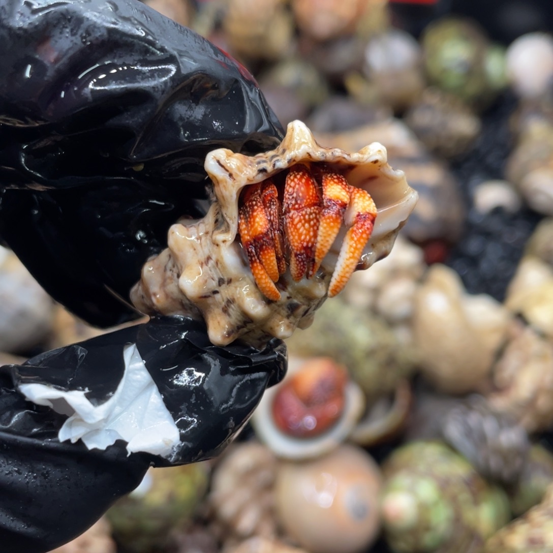 不退不换谢谢支持60号