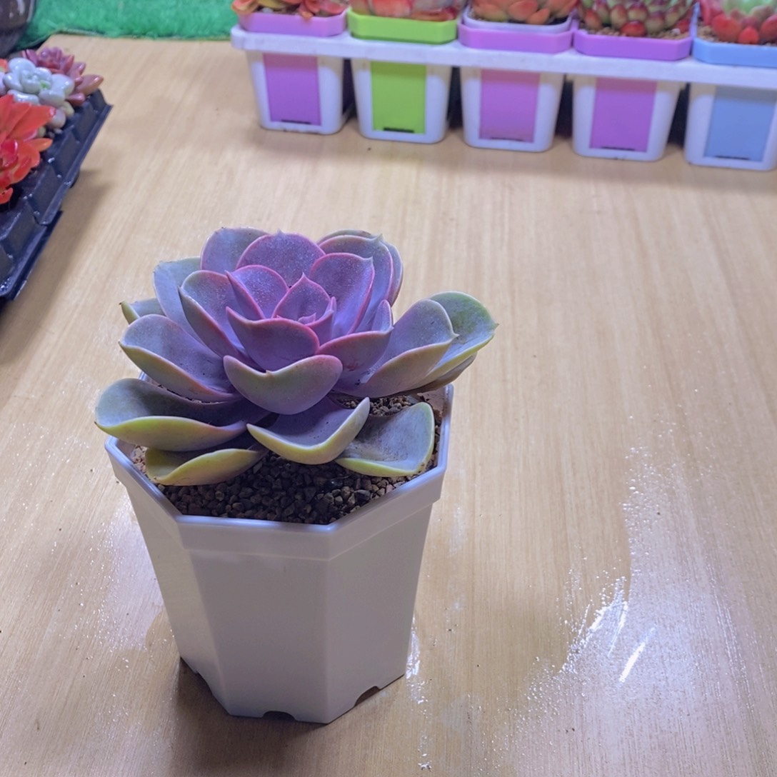 无花朵多肉植物紫珍珠90