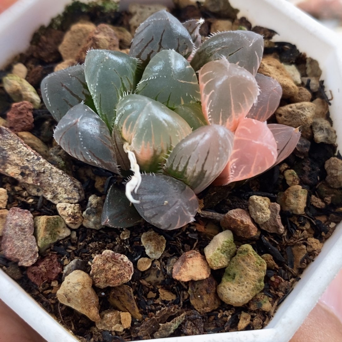 114实生玉露锦一物一拍