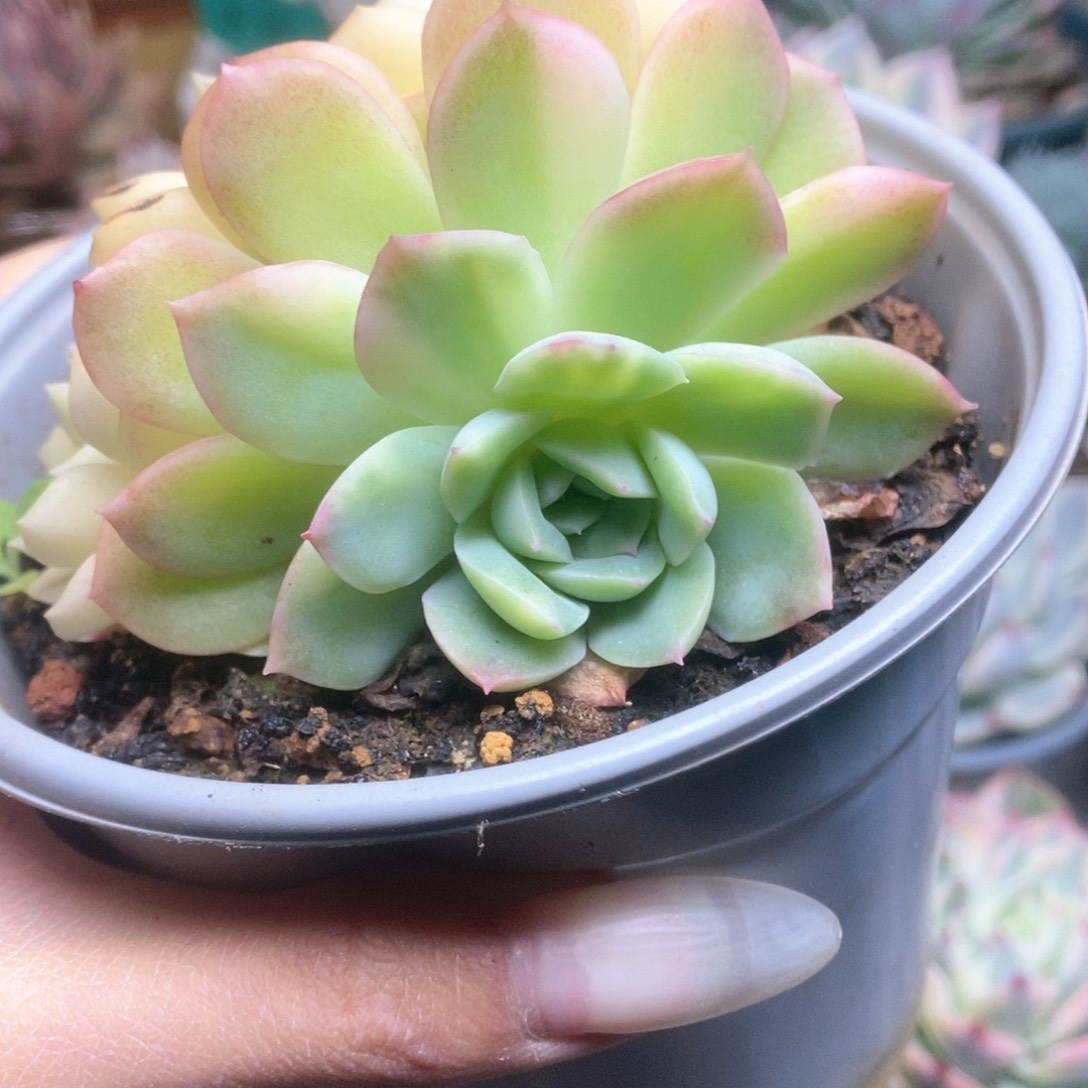 003沙沙女王锦锦锦锦锦