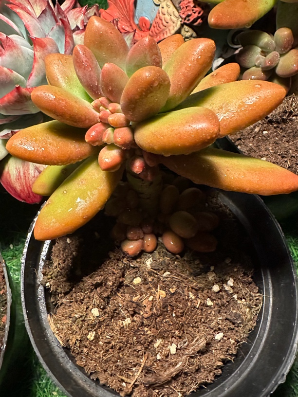 程成多肉植物芒果奶