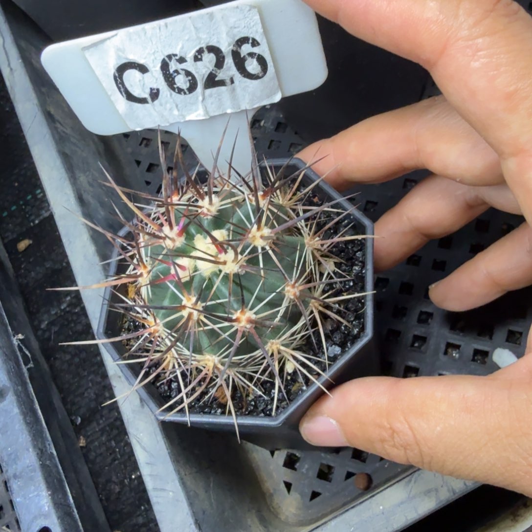 J**y福利林氏幻虾……