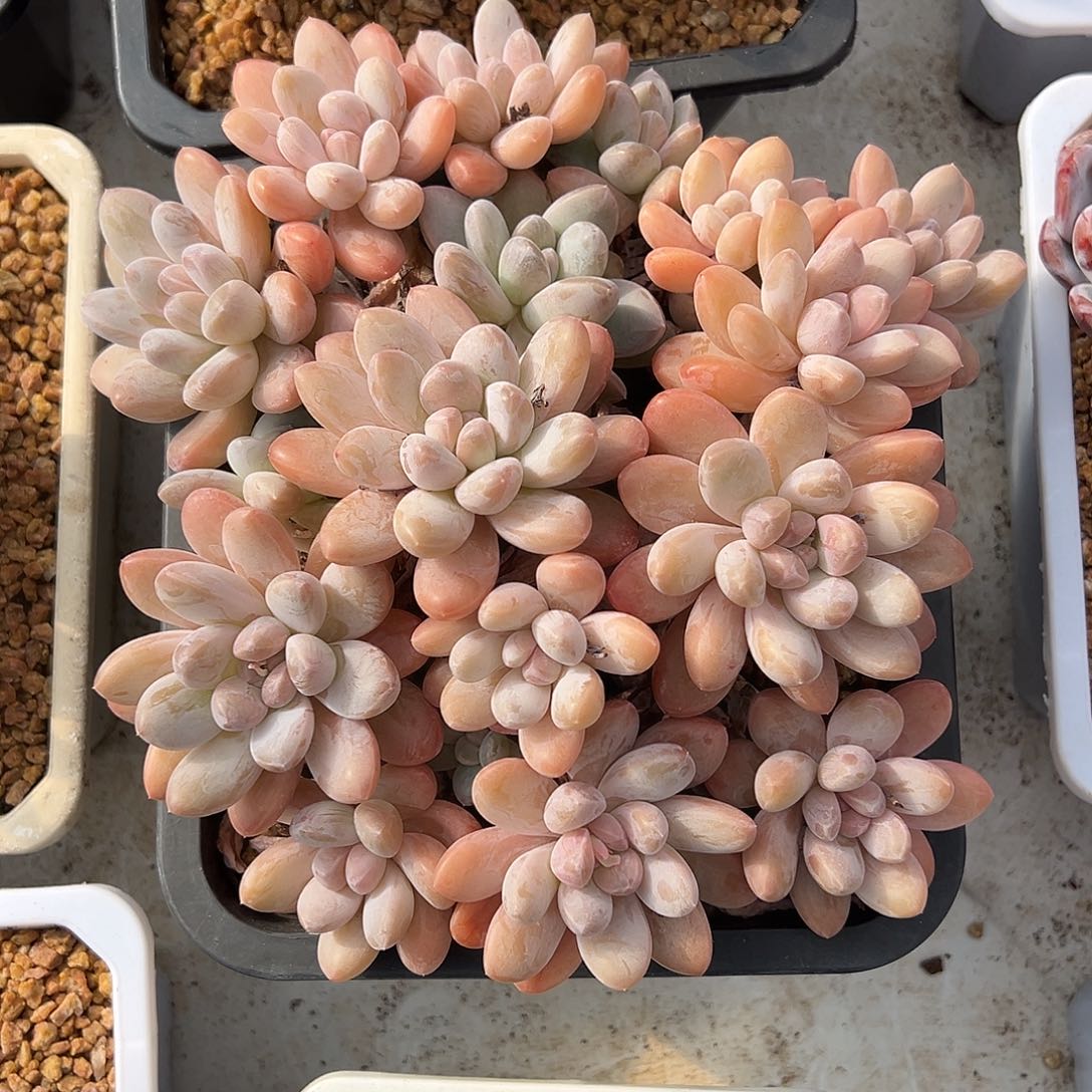 香玉大群多肉植物