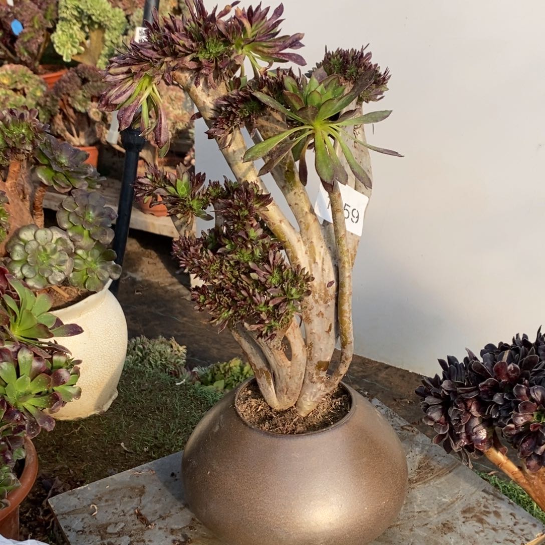 黑法师缀化1559号缀化