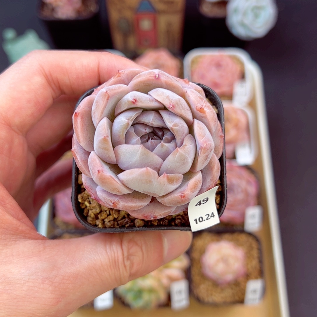 好好看49、哈哈哈哈