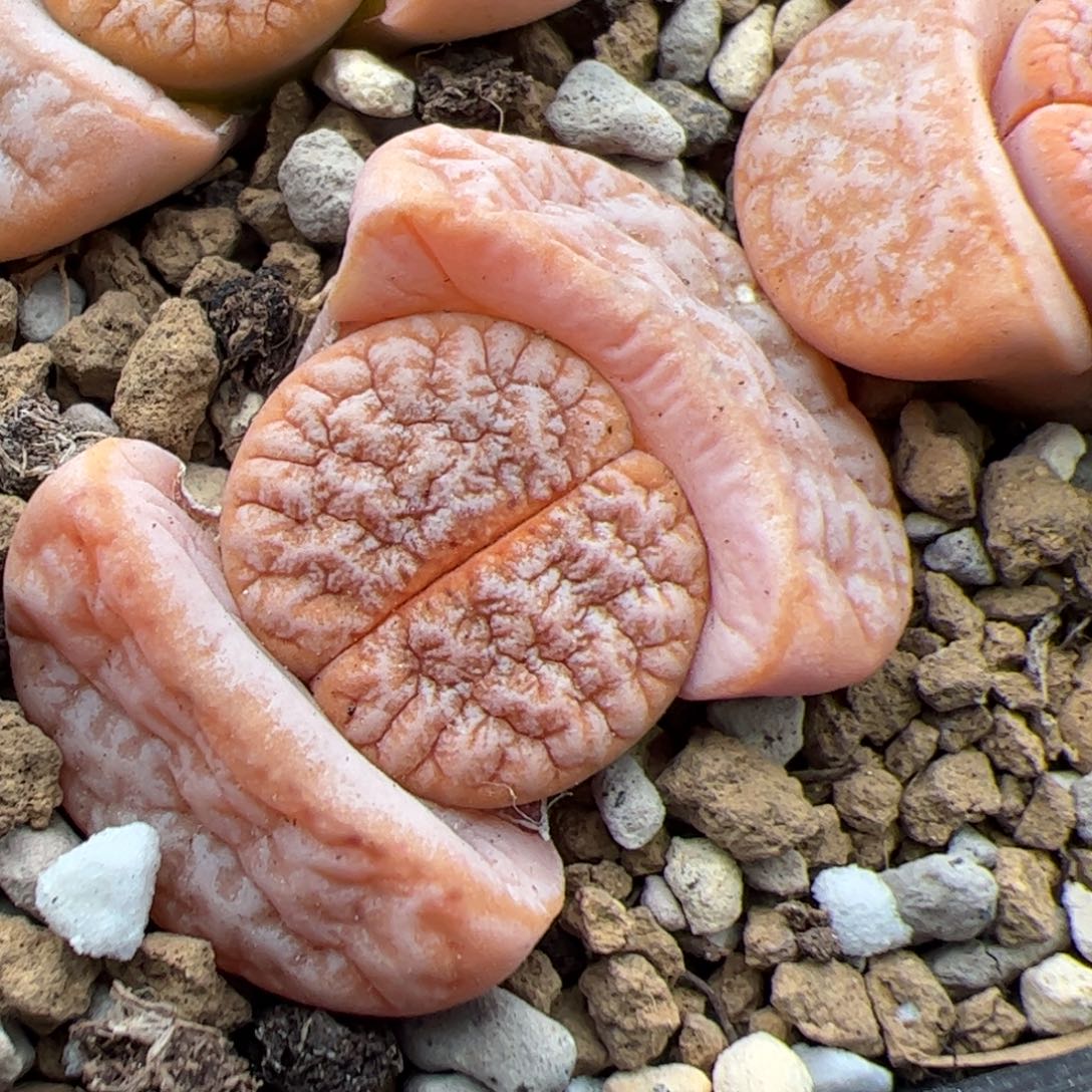 0216号拿铁 多肉植物