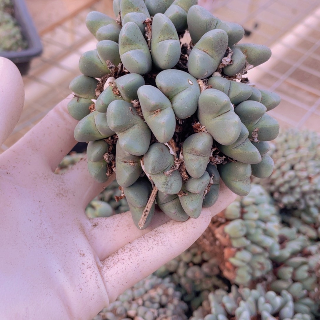 一颗母本少将88880880888