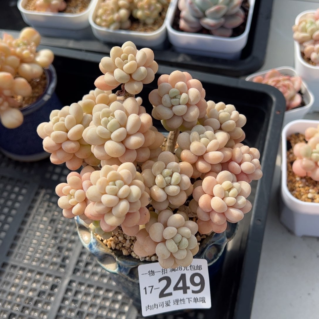 洛可可多肉多肉多肉多