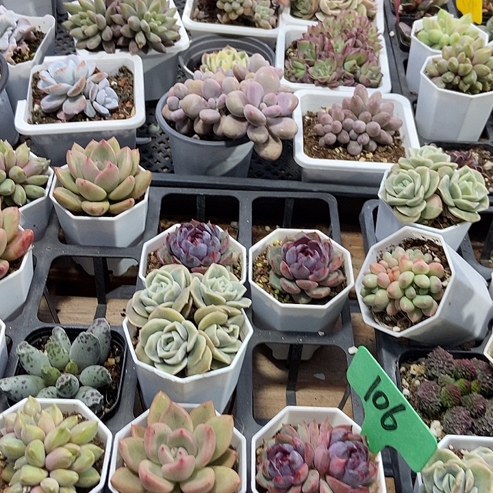 多肉植物保温箱多肉