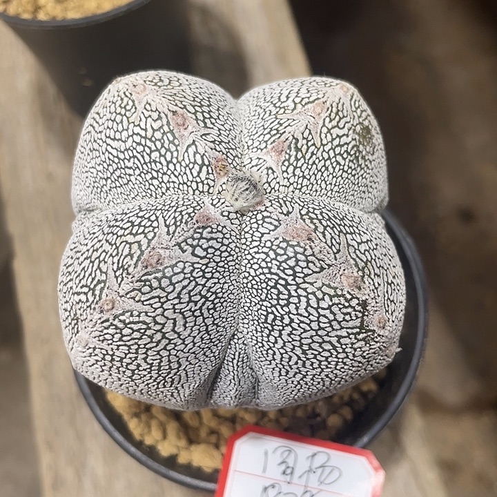 周***杨实生根恩种鸾凤玉仙人球一物一拍