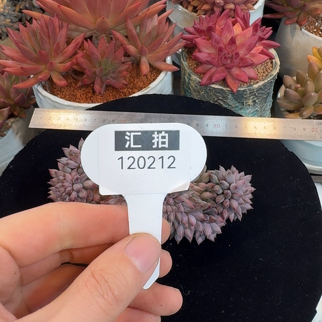 精品多肉植物120212