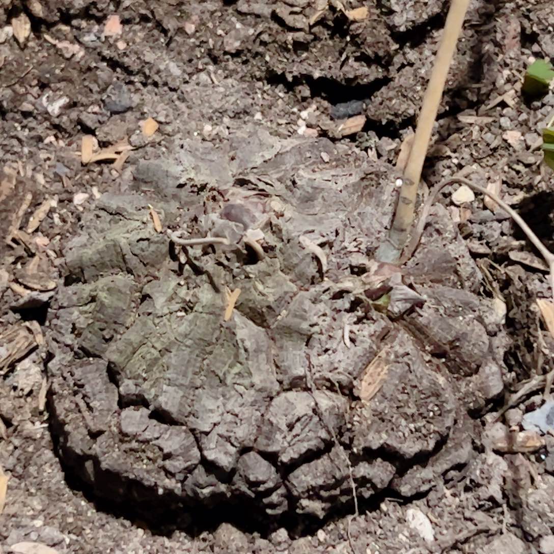 龟甲龙 块根植物