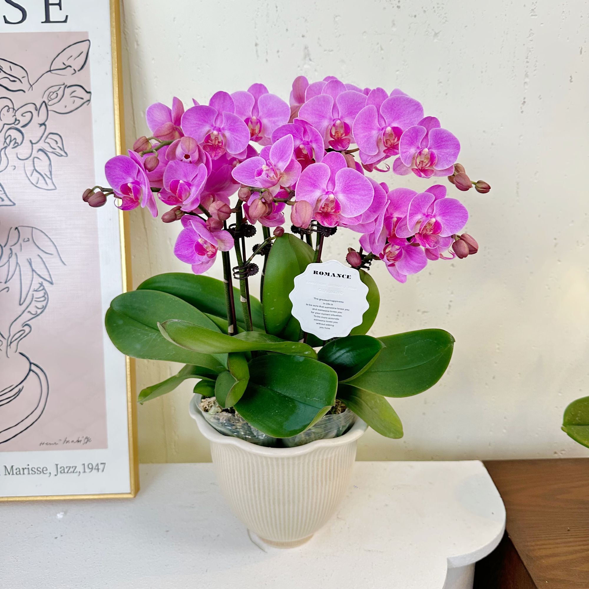 简馨优选【蜜糖】 蝴蝶兰花 艺术摆件客厅门面花艺优雅造型