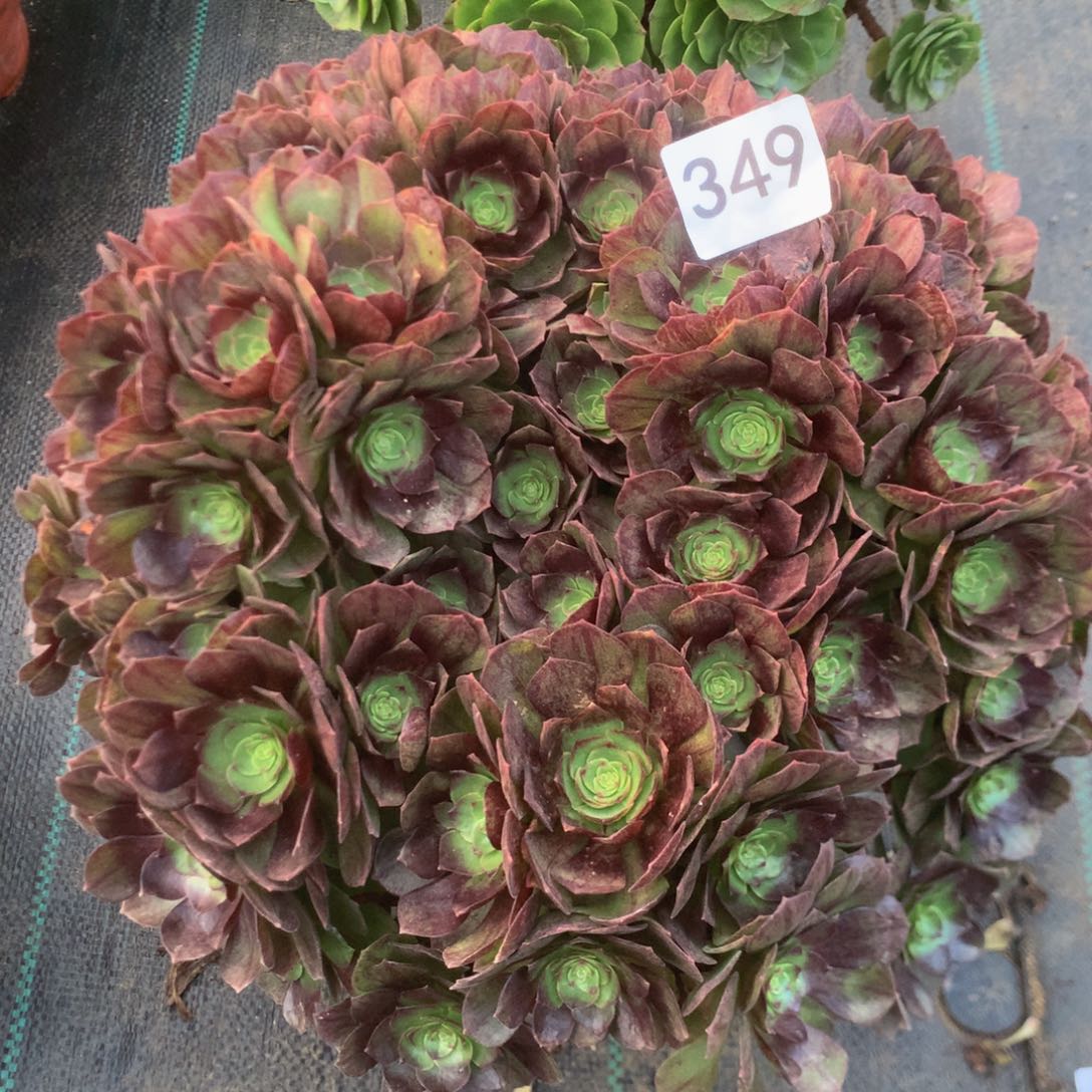 349黑魔多多肉植物