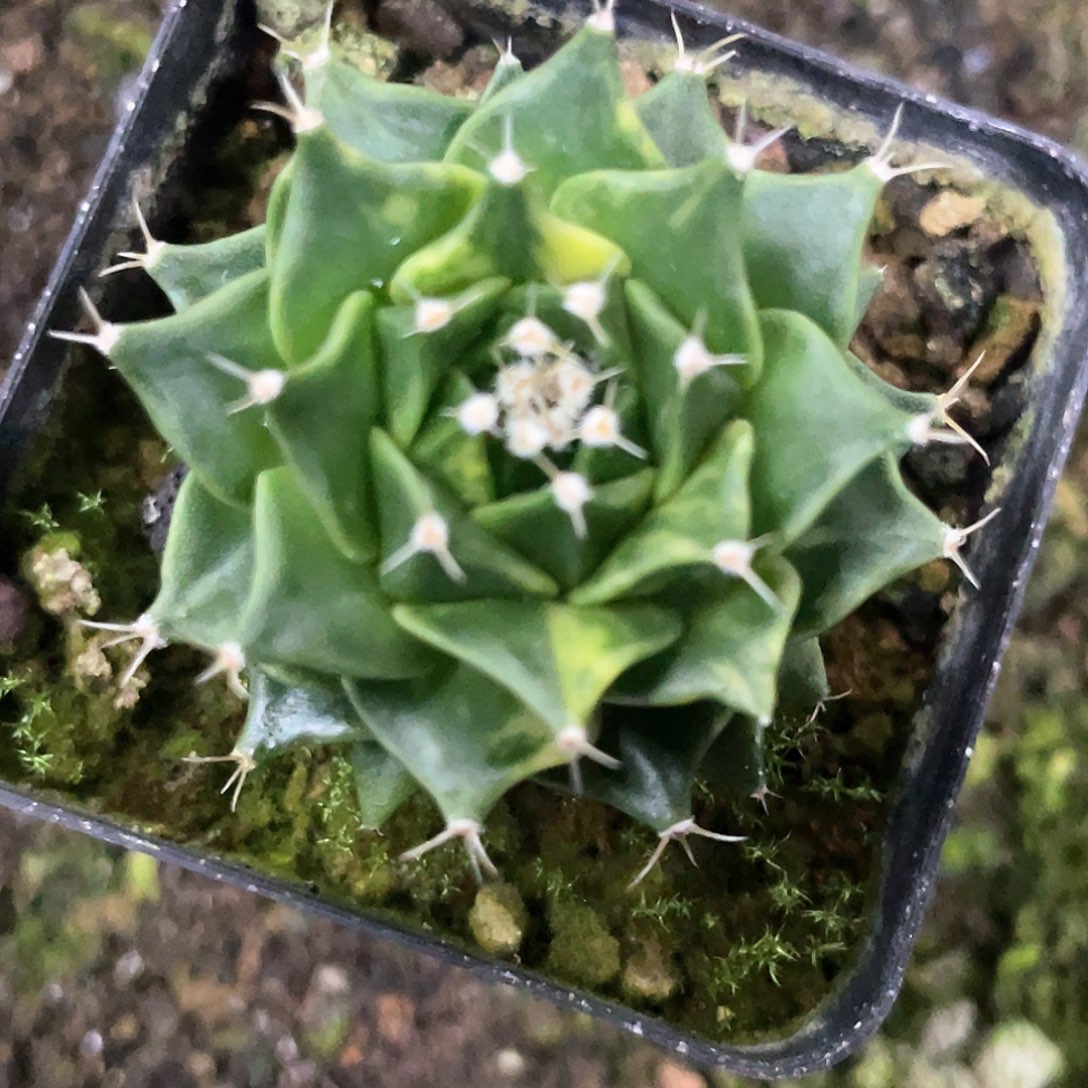 实生根系，帝冠锦