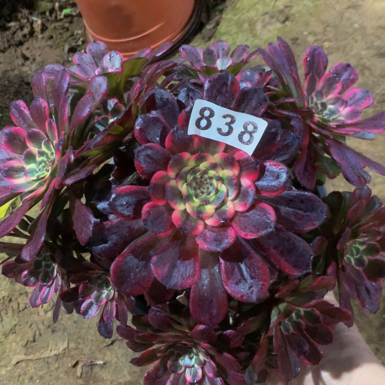 【闪购商品】838黑金多肉