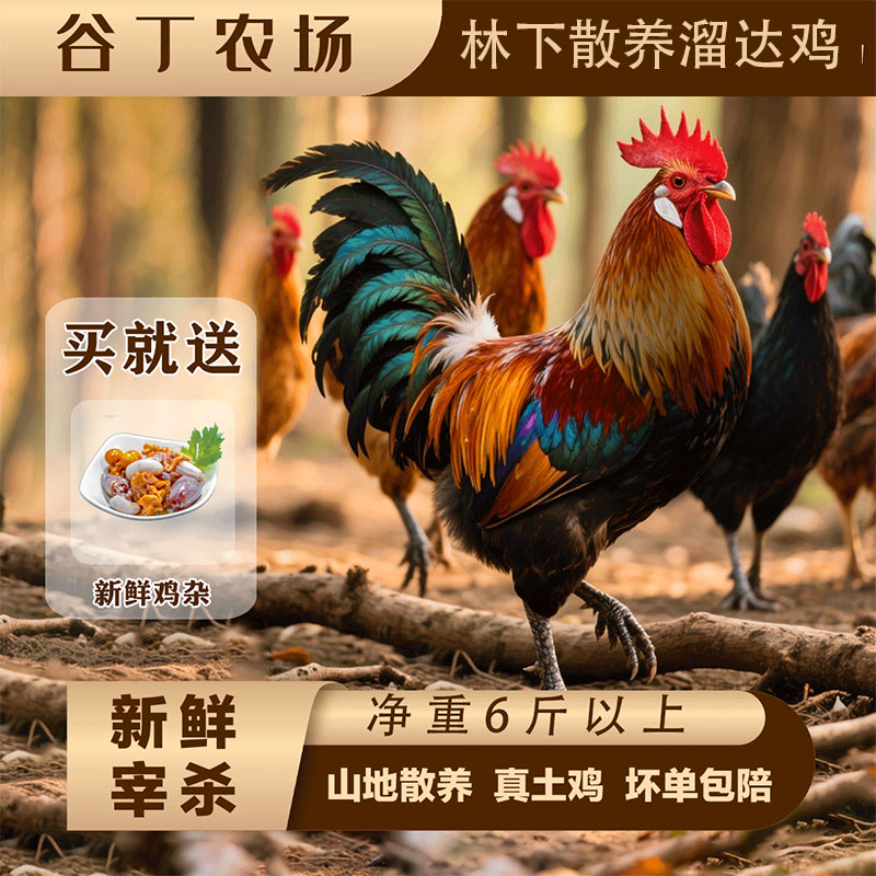 林下溜达鸡净重6斤以上黑爪散养大公鸡喔喔叫的大公鸡散养鸡笨鸡