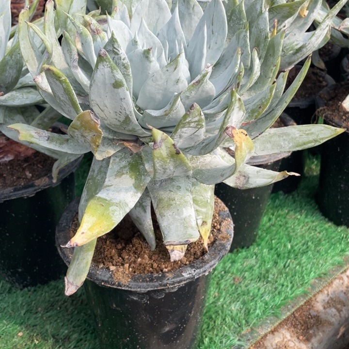 92号雪山多肉植物