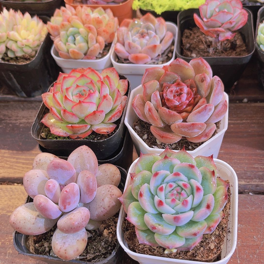 侧影➕吉娃娃➕桃美人➕溏心