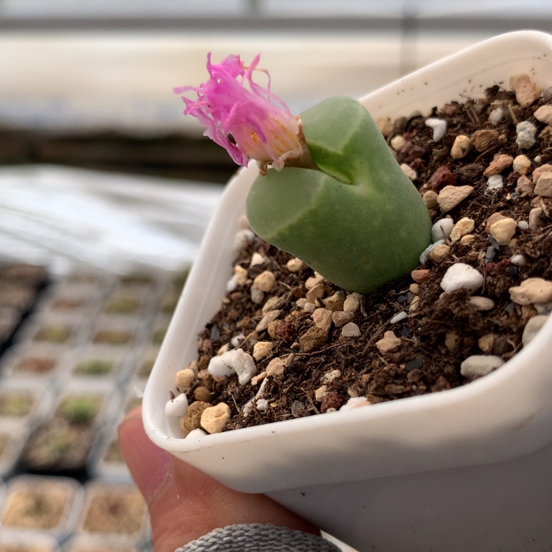 22029风铃母本一颗