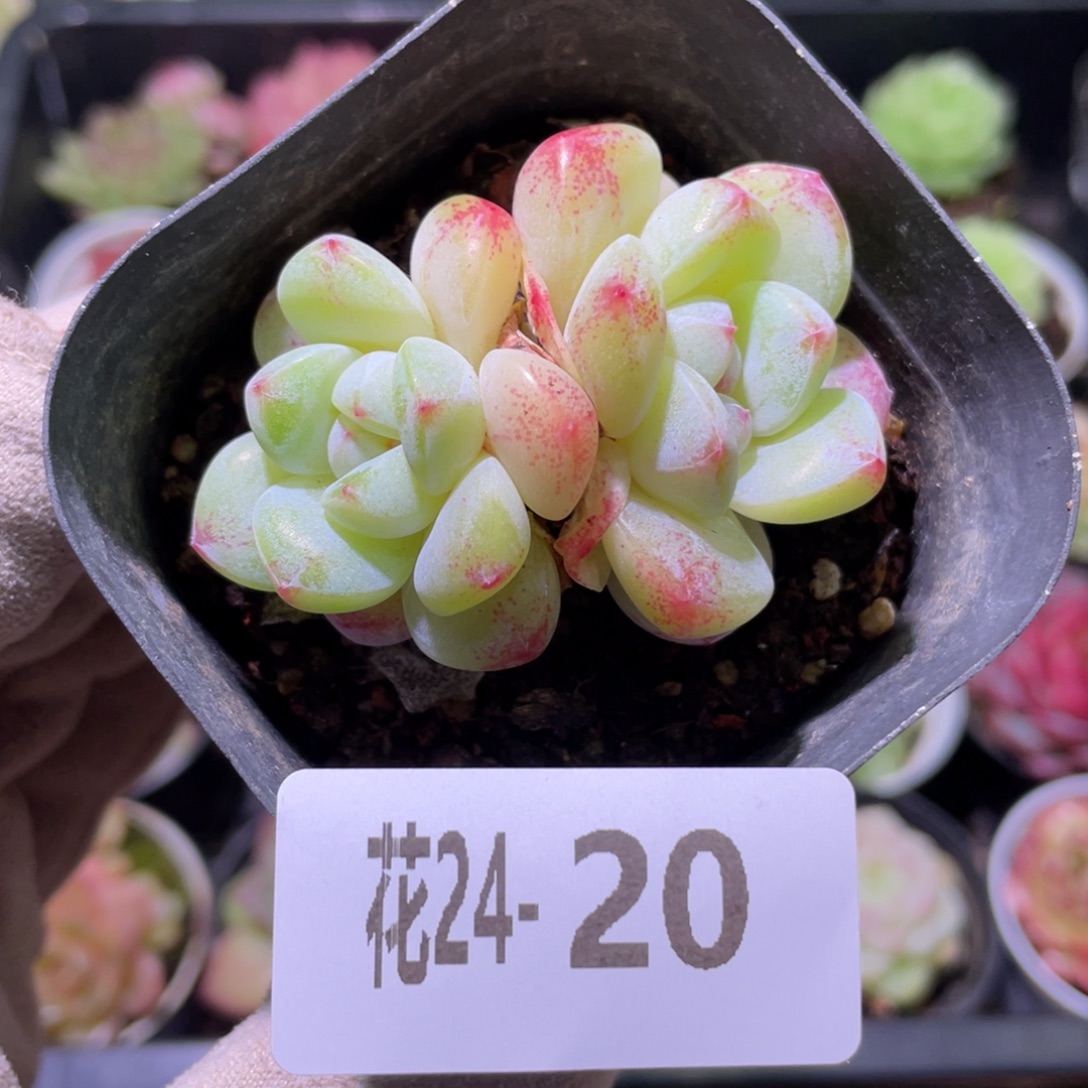 花利美24-20冰玉双头