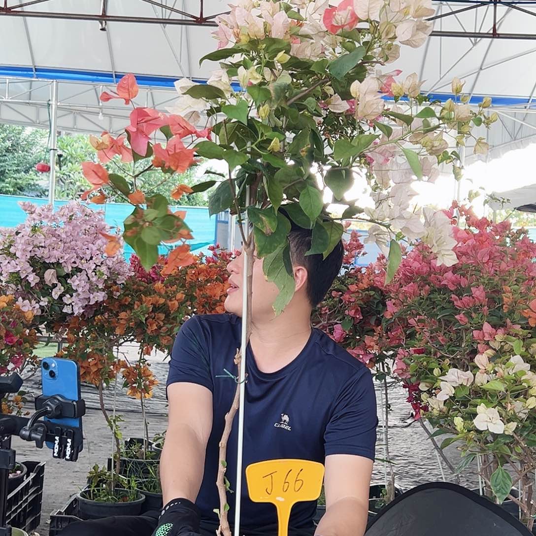 A***n大部分花苞少量开放J66橙口红