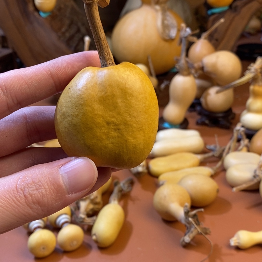 回***春教练教练教练教练教练啦