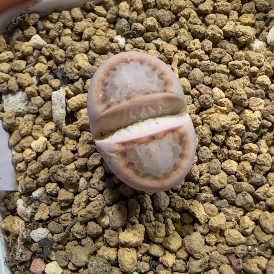 12.8。   216饼干。  2009