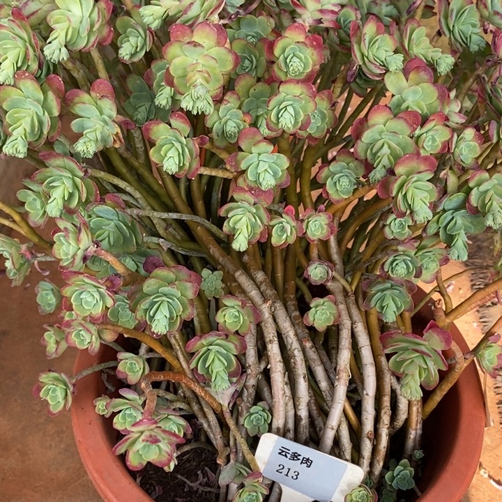 D213- 直播福利博化妆