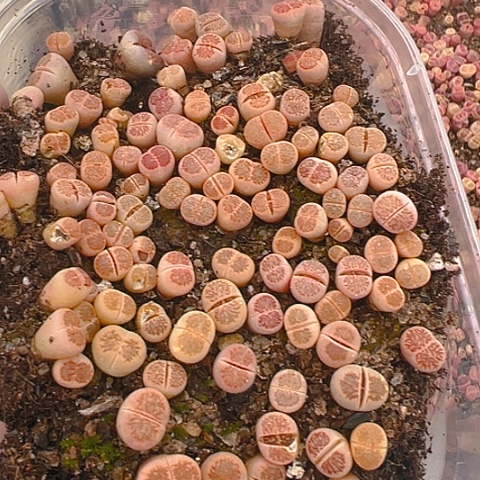 【闪购商品】24696