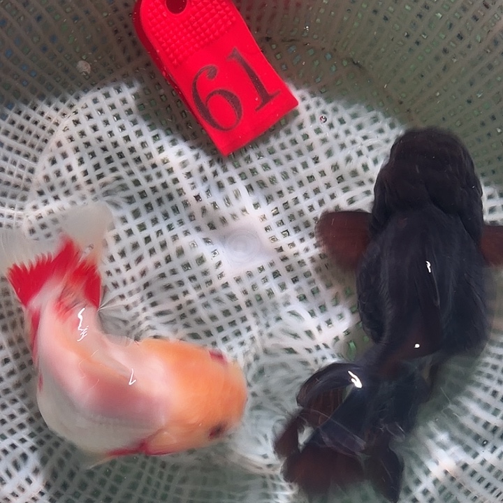 金鱼61号尺寸8-12区间