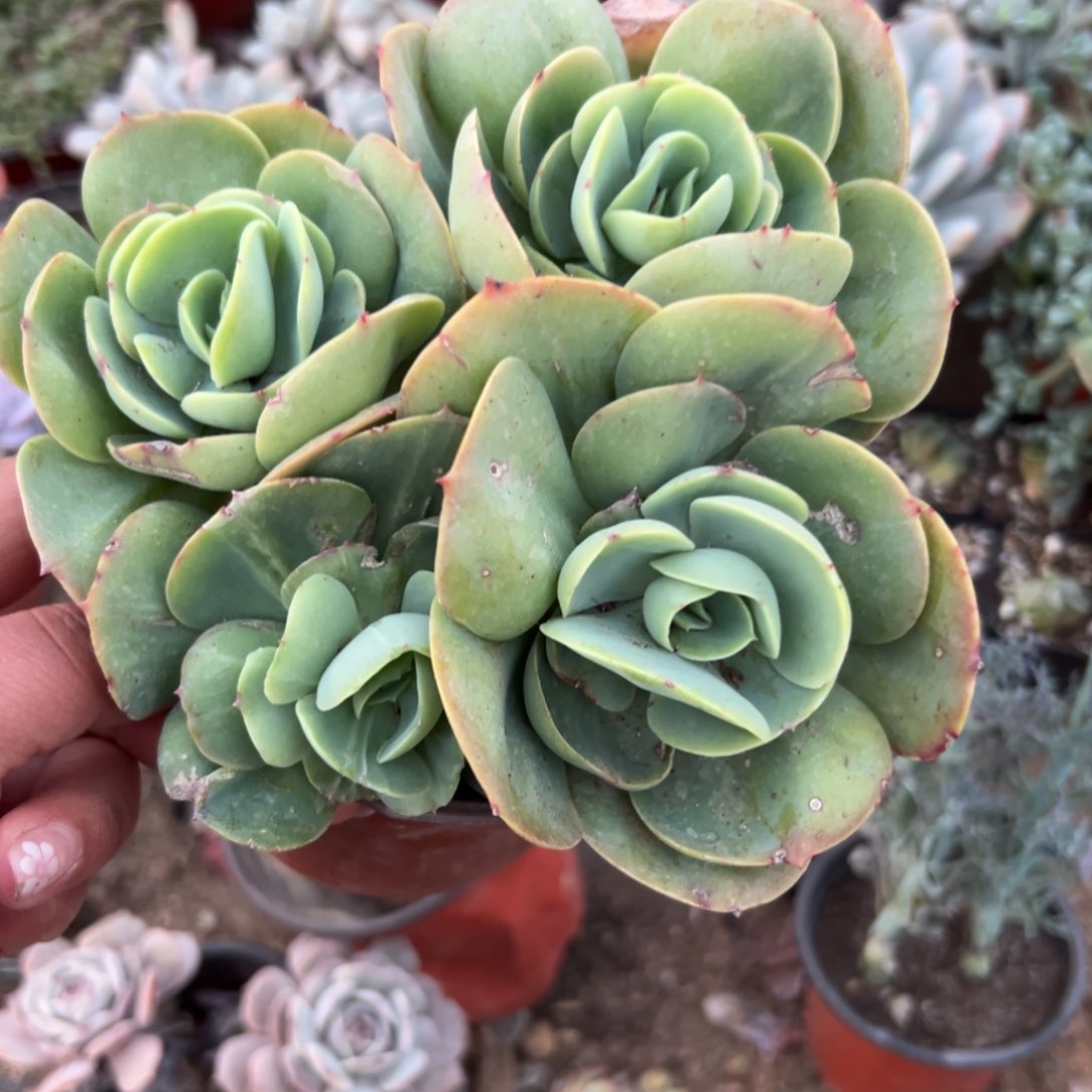 多肉植物多肉植物