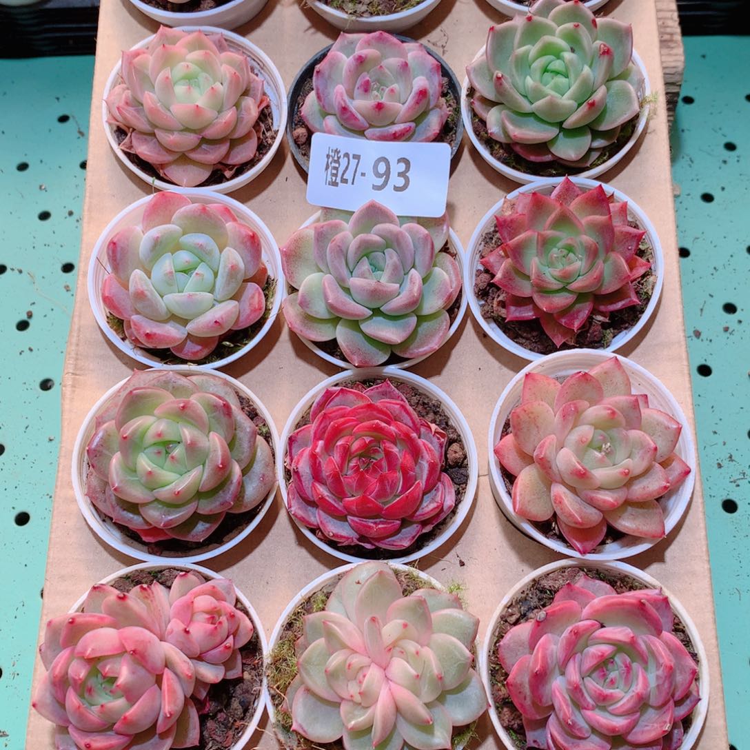27-93一物一拍多肉带盆18颗