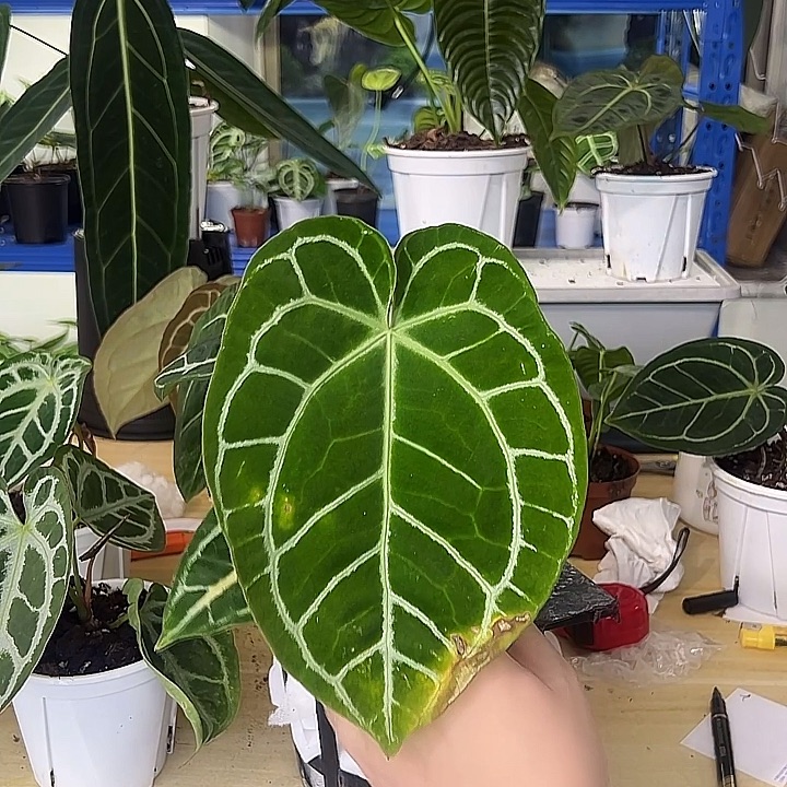 无花朵华丽水晶一物一拍