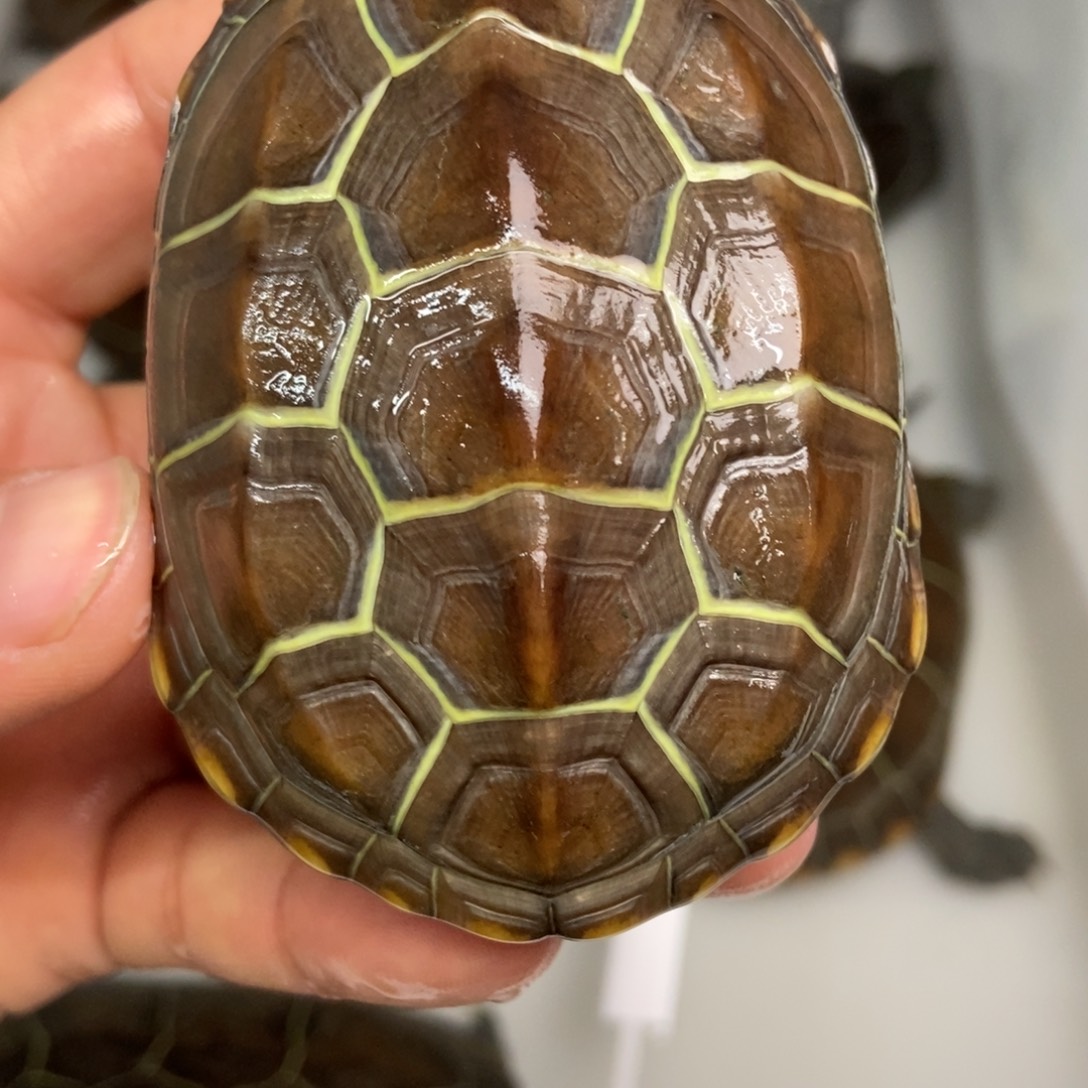 中华草龟不分公母