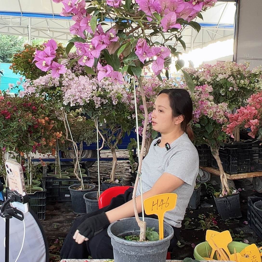 江***琳大部分花苞少量开放H46赛佛理