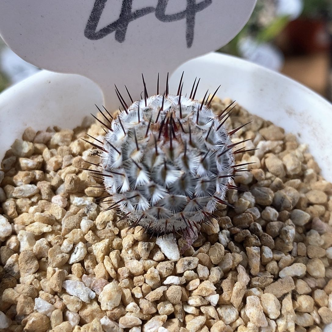 实生直刺佩雷44号