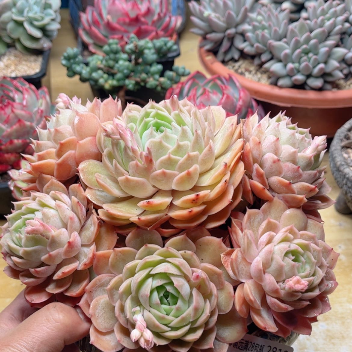 【闪购商品】2819昂斯诺