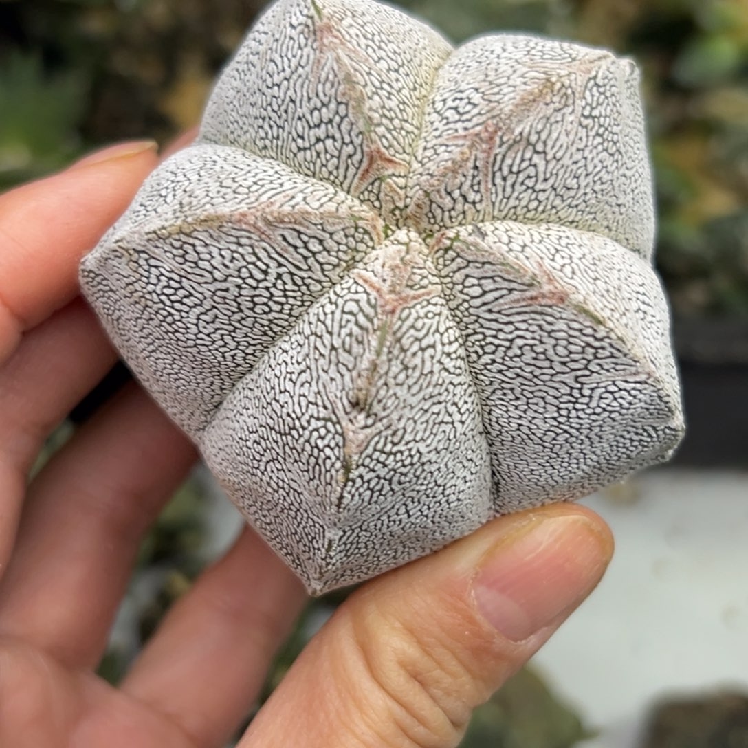 157 仙人球的比赛将于