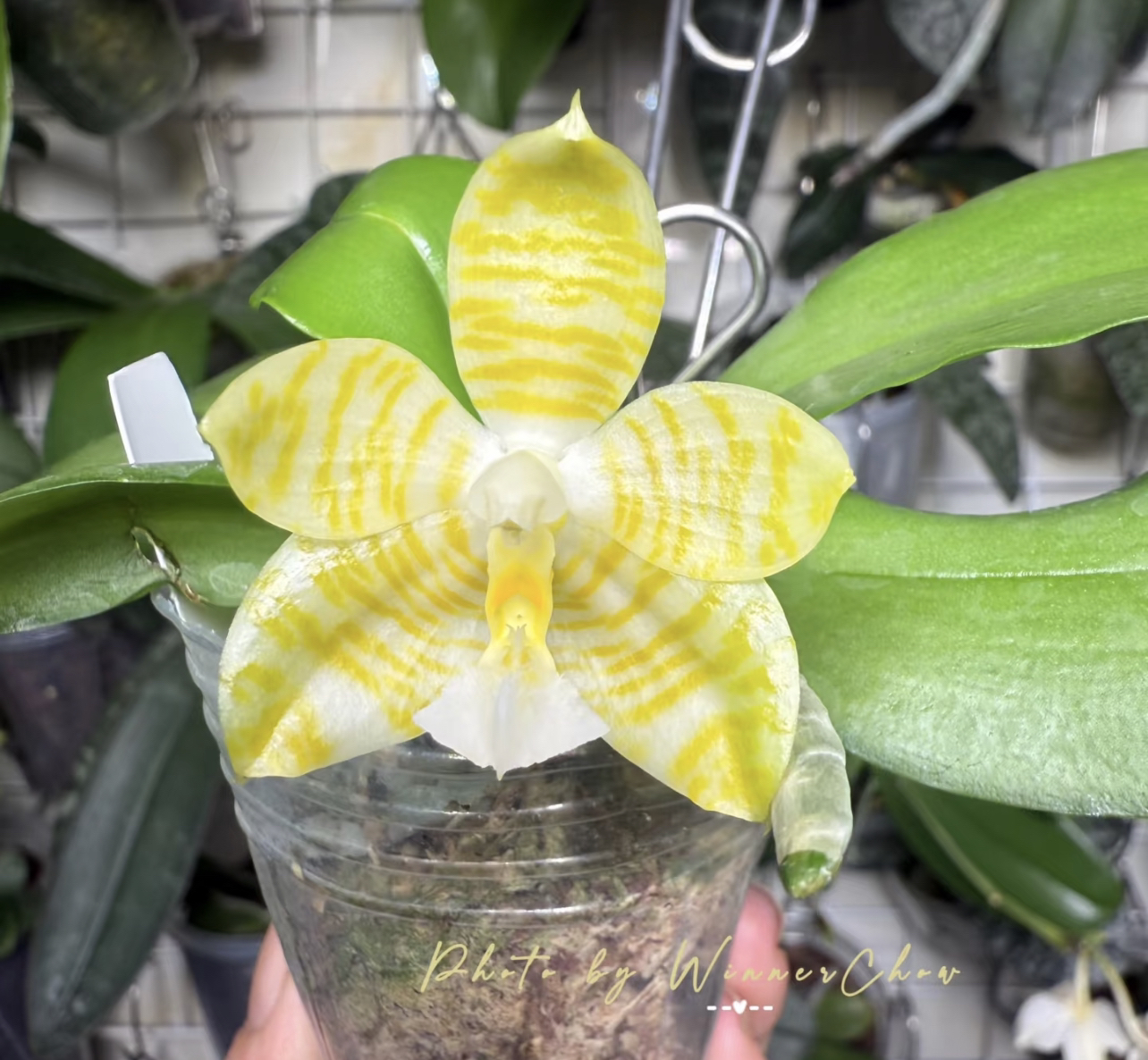 蝴蝶兰【林登戒指】2.8苗无花无剑（根弱）