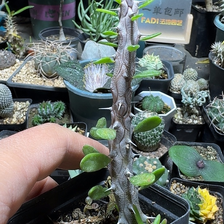 773亚龙木脱土发货
