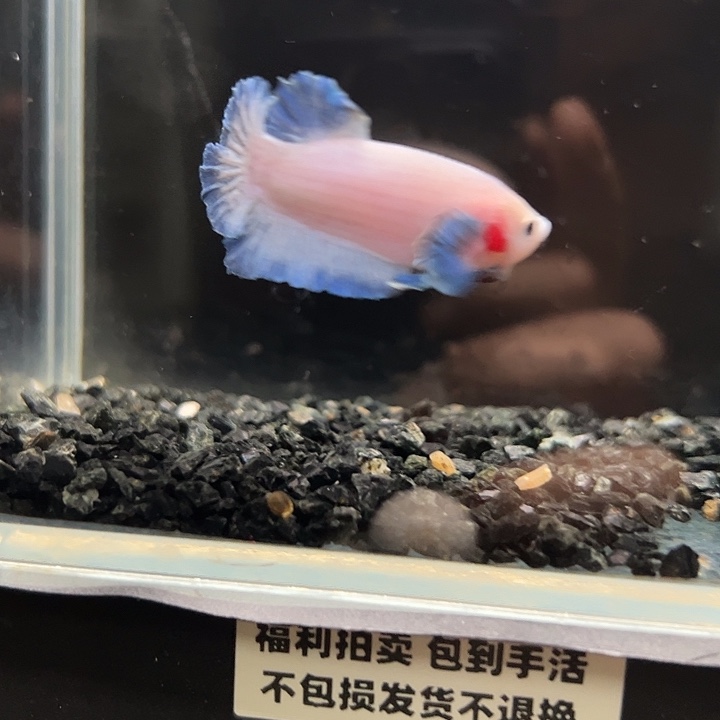 斗鱼竞拍跑单拉黑30日44