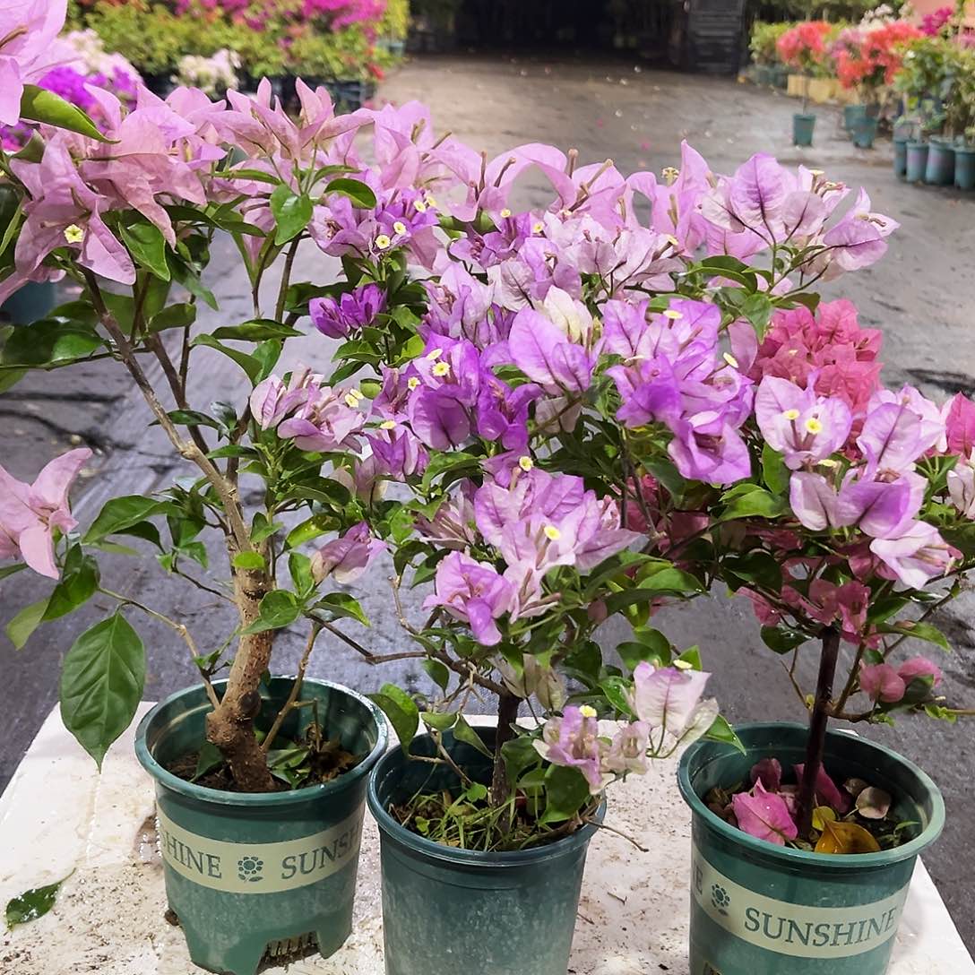 大部分花苞少量开放新加坡宫粉，雪紫，班叶米罗