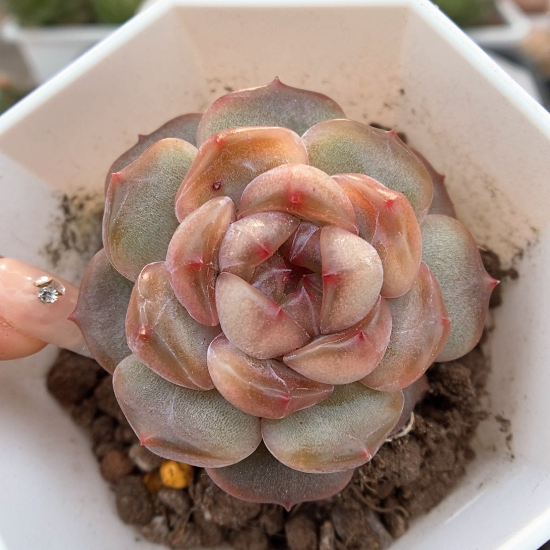 红色恋人可拍4894号